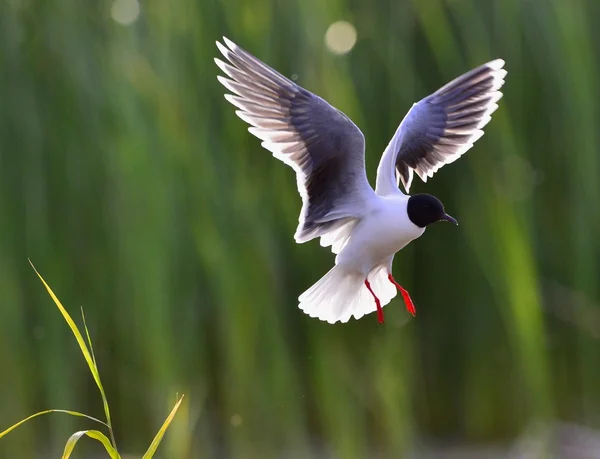 Gabbiano dalla testa nera (Larus ridibundus) — Foto Stock