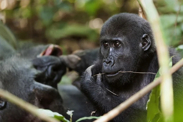 El gorila de las tierras bajas occidentales — Foto de Stock