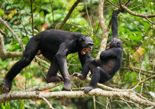 Le Bonobo jurant et agressif — Photo