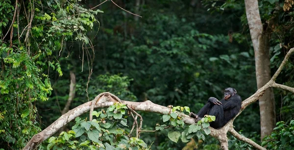Bonobo auf einem Ast. — Stockfoto