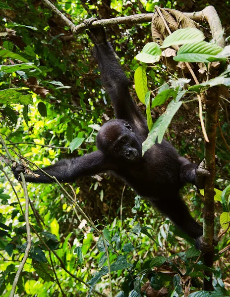 The western lowland gorilla — Stock Photo, Image