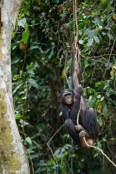 Bonobo na větev stromu. — Stock fotografie