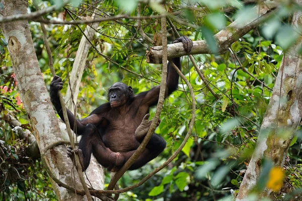 Bonobo na gałęzi drzewa. — Zdjęcie stockowe