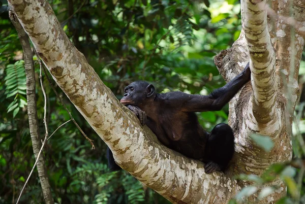 Bonobo na větev stromu. — Stock fotografie