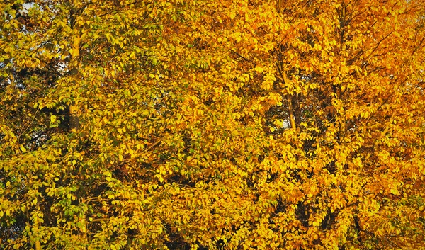 Bunte Herbstblätter — Stockfoto