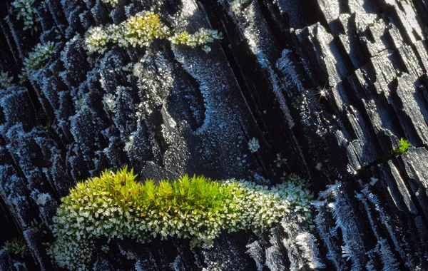 Frozen bark  with moss — Stock Photo, Image