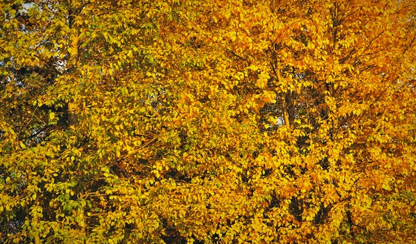 Bunte Herbstblätter — Stockfoto