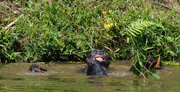沐浴黑猩猩倭黑猩猩 — 图库照片