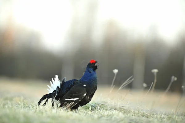 Lekking  black grouse — Stock Photo, Image