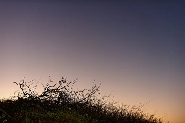 Silhueta de árvore no céu . — Fotografia de Stock