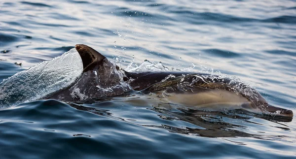 De dolfijn komt uit water. — Stockfoto