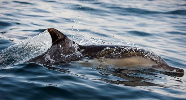 De dolfijn komt uit water. — Stockfoto