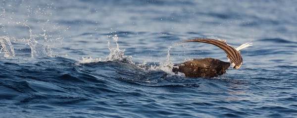 A foca prende o peixe . — Fotografia de Stock