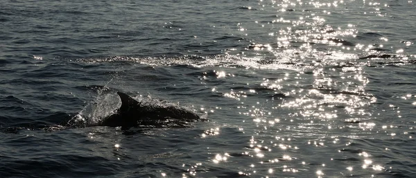 The dolphin comes up from water. — Stock Photo, Image