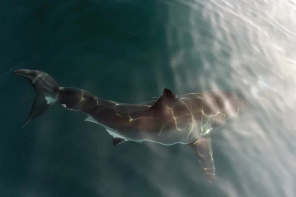 Tiburón blanco (Carcharodon carcharias ) —  Fotos de Stock