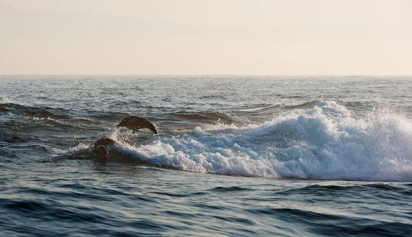 Selos nadam e saltam da água . — Fotografia de Stock