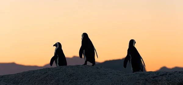 Αφρικανική penguin ζευγάρι στο ηλιοβασίλεμα — Φωτογραφία Αρχείου