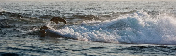 Seals swim and  jumping out — Stock Photo, Image