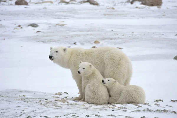 Polar hon-bear med ungar. Stockbild