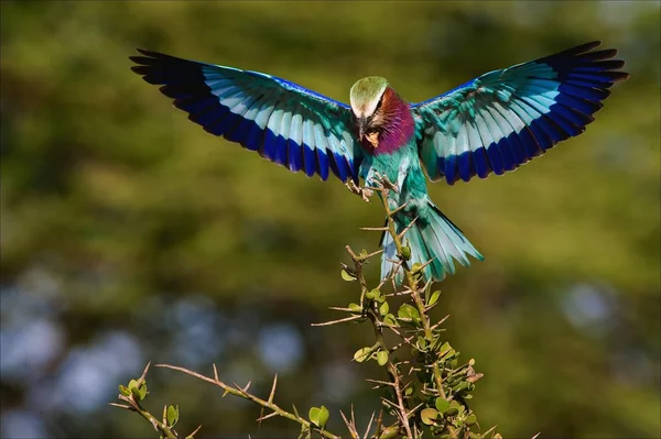 Lilac-breasted roller med extraktion. — Stockfoto