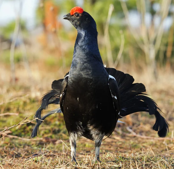 The Black Grouse or Blackgame (Tetrao tetrix). — Stock Photo, Image