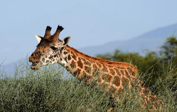 Жираф ест. . — стоковое фото