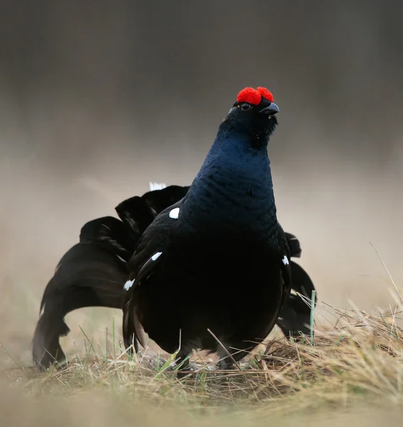 Birkhuhn oder Schwarzwild (Tetrao tetrix)). — Stockfoto