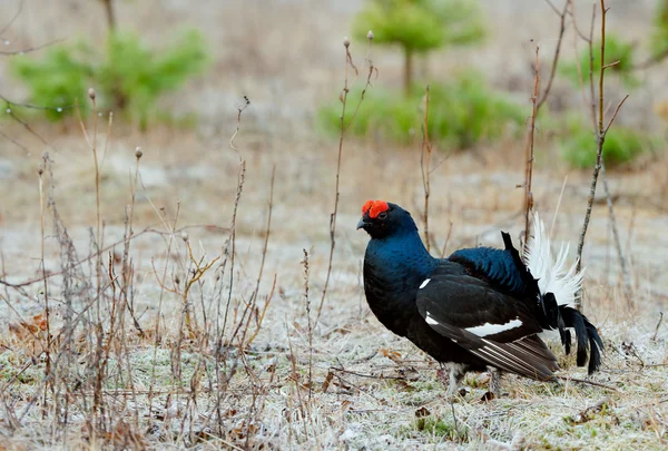 Le Tétras noir ou Blackgame (Tetrao tetrix ). — Photo