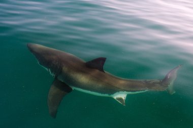 Beyaz köpek balığı (Carcharodon carcharias) 