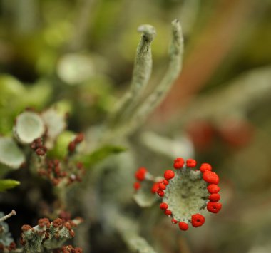 Cladonia rangiferina veya Ren geyiği liken