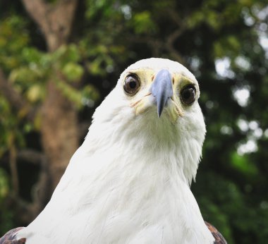 bir Afrika balık eagle portresi