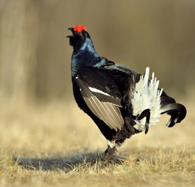Lekking Kara Orman Tavuğu (Lyrurus tetrix). 