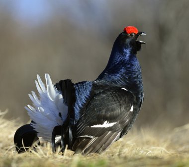 Lekking Kara Orman Tavuğu (Lyrurus tetrix). 