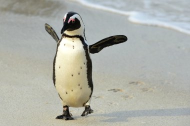 Walking African penguin with footprints clipart