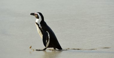 Afrika penguen yürüyüş