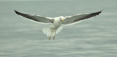 Uçan varek martı
