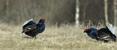 siyah, yakınmaların