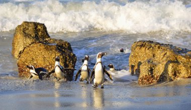 Gün batımında Afrika penguenler