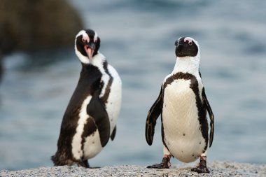Afrika penguenler