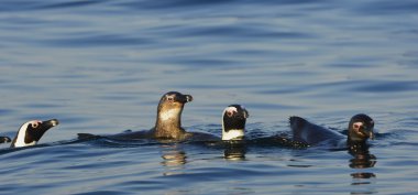 Afrika penguenler (Spheniscus Demersus)