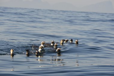 Afrika penguenler (Spheniscus Demersus)
