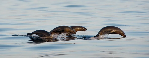 Les phoques nagent et sautent hors de l'eau  . — Photo