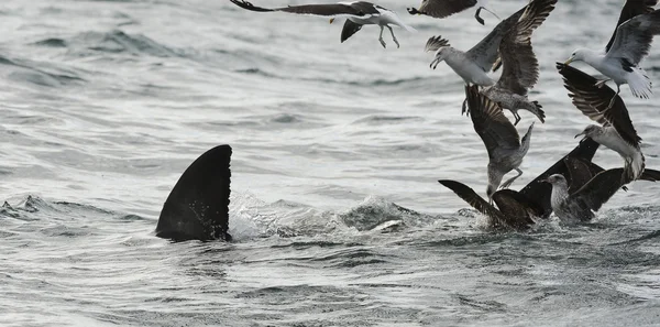 Белая акула и чайки — стоковое фото