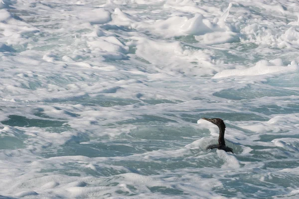 Cape Cormorant  swim in foam water. — Stock Photo, Image