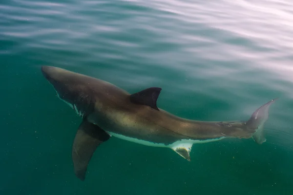 Žralok bílý (Carcharodon carcharias) — Stock fotografie