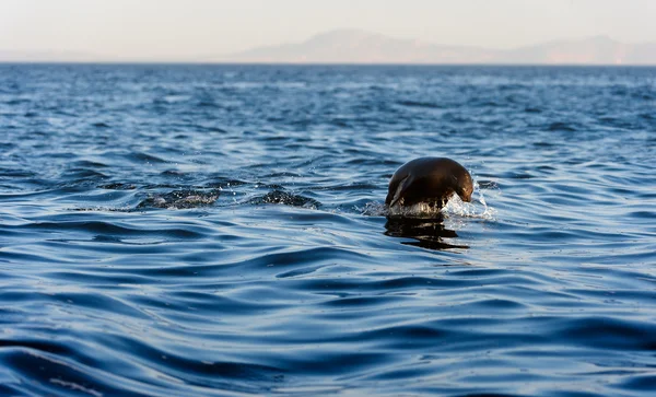 Zeehonden zwemmen en springen uit water . — Stockfoto