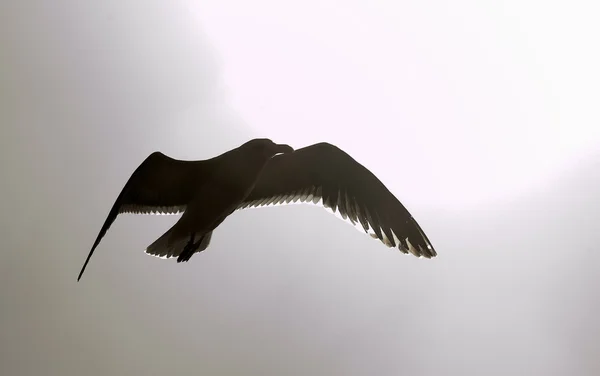 Flying silhouette Cape Gull, — Stock Photo, Image