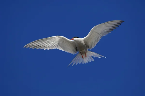 Felnőtt küszvágó csér (Sterna Hirundo) — Stock Fotó