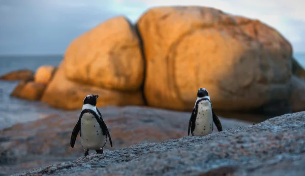 Jackass pingvin och svart-footed pingvin — Stockfoto