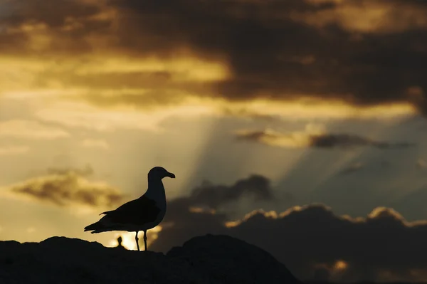 Silueta de gaviota al atardecer — Foto de Stock